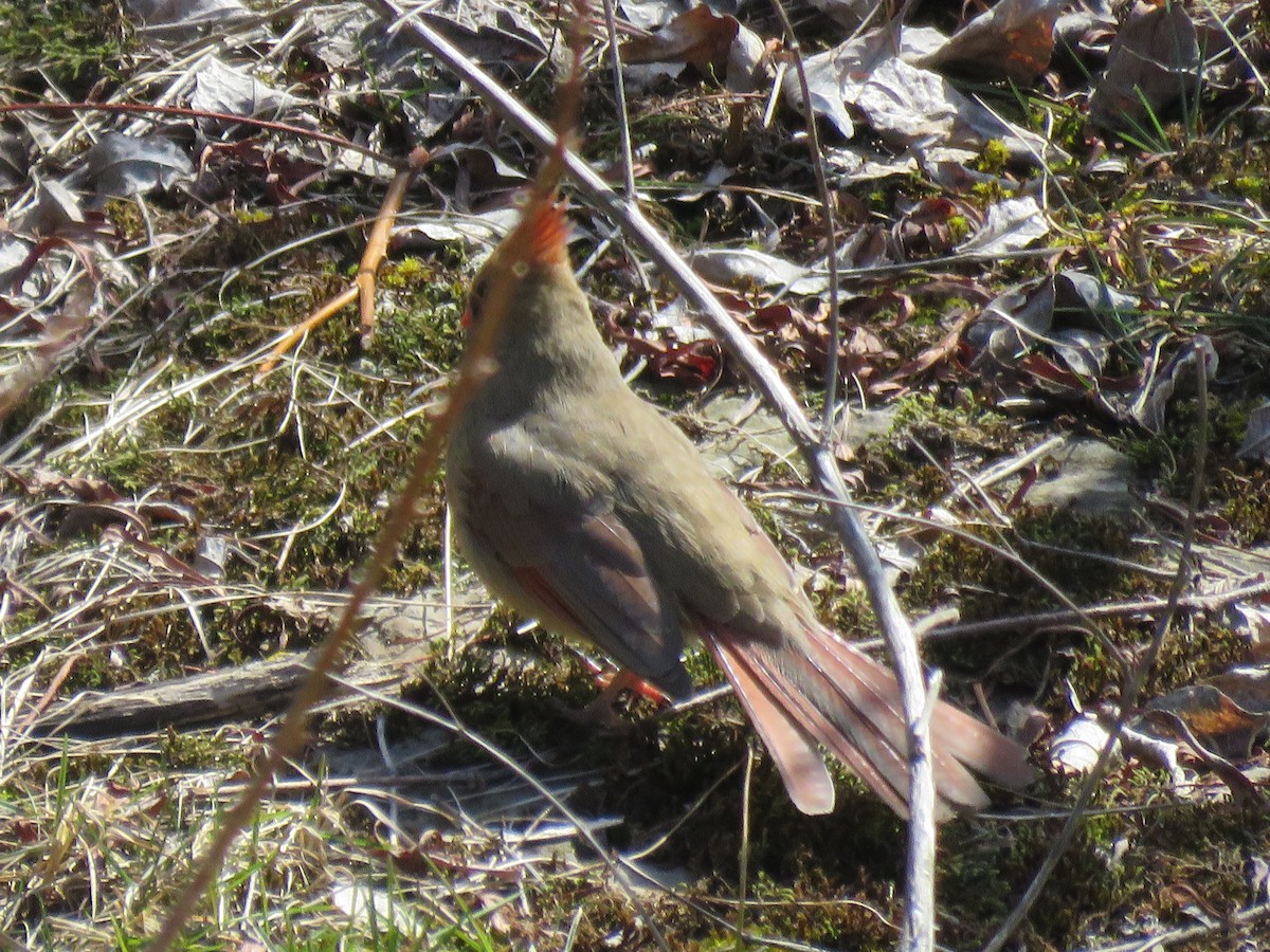 Northern Cardinal - ML616597991