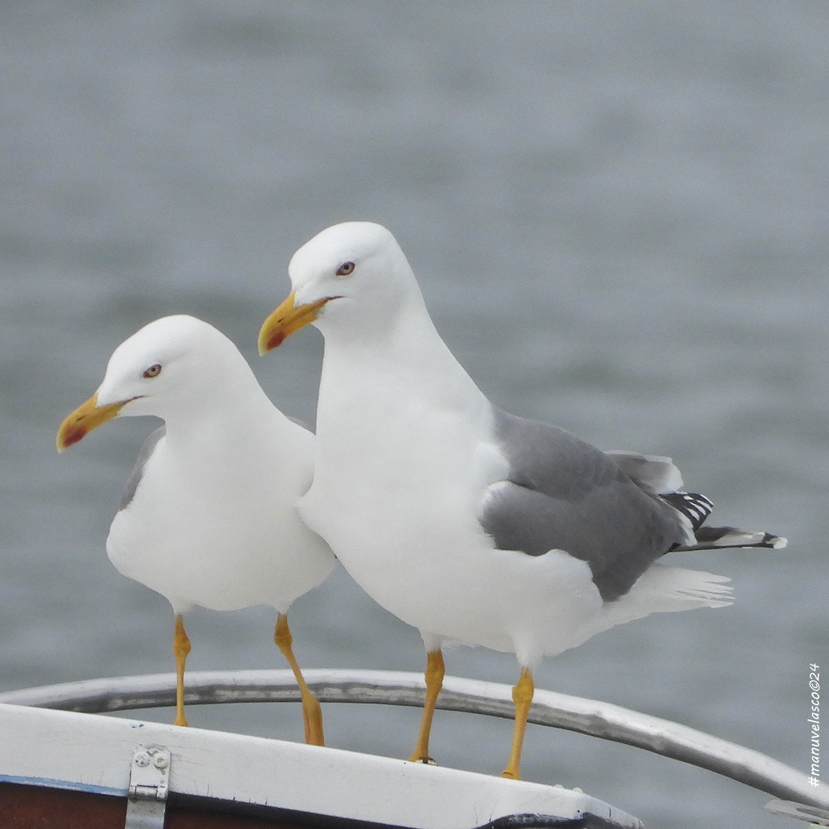 Yellow-legged Gull - ML616598008