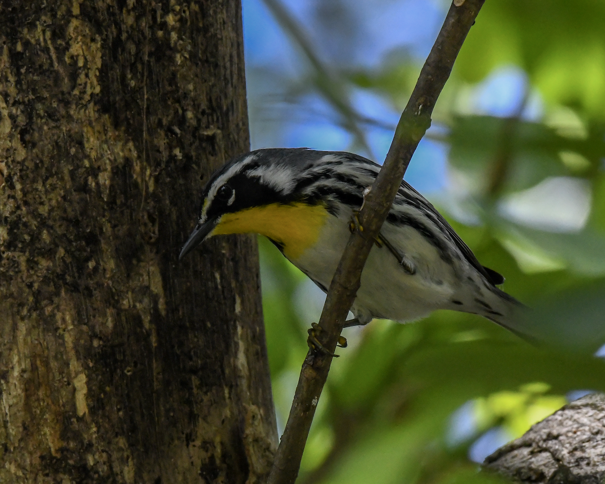 Yellow-throated Warbler - ML616598044