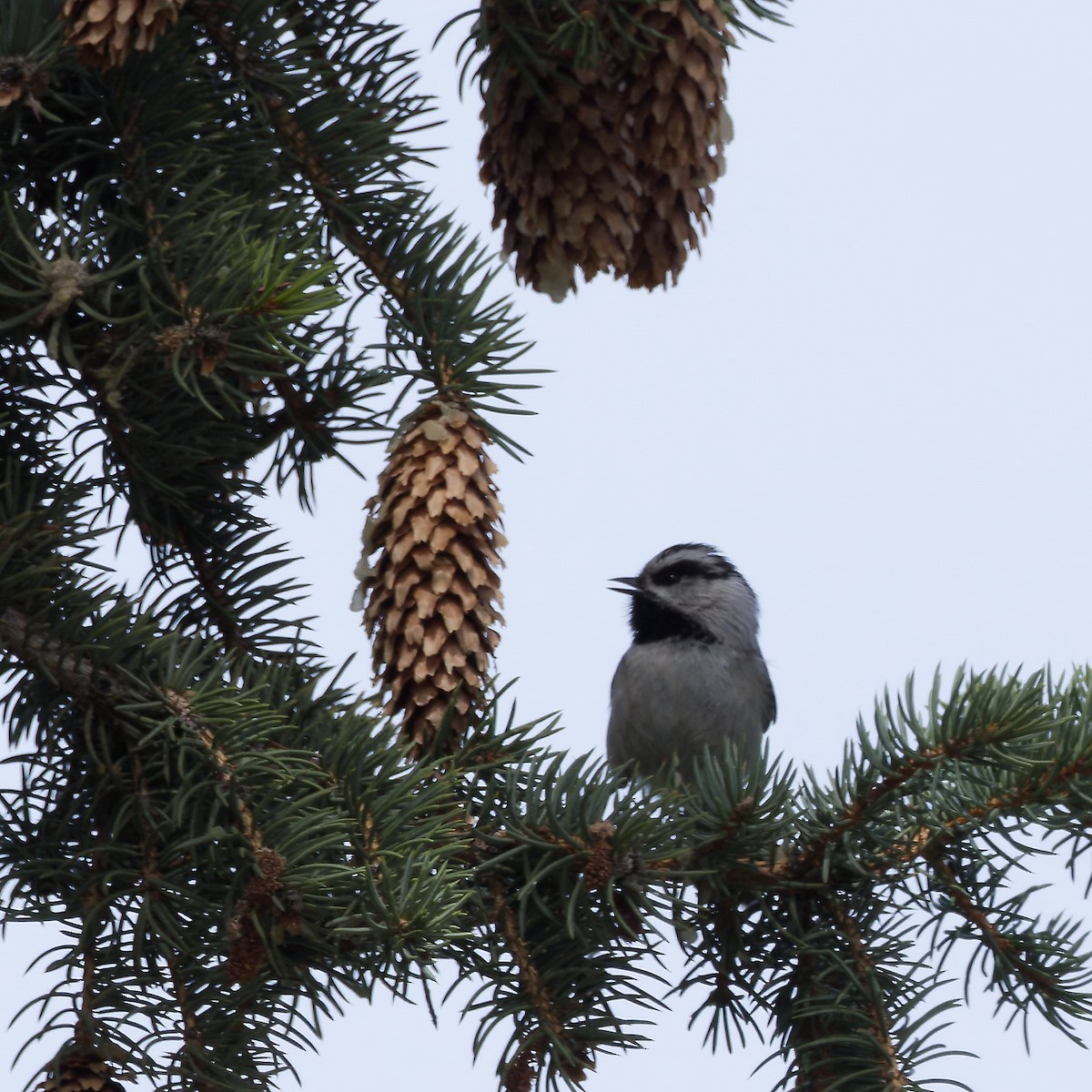 Mountain Chickadee - ML616598170