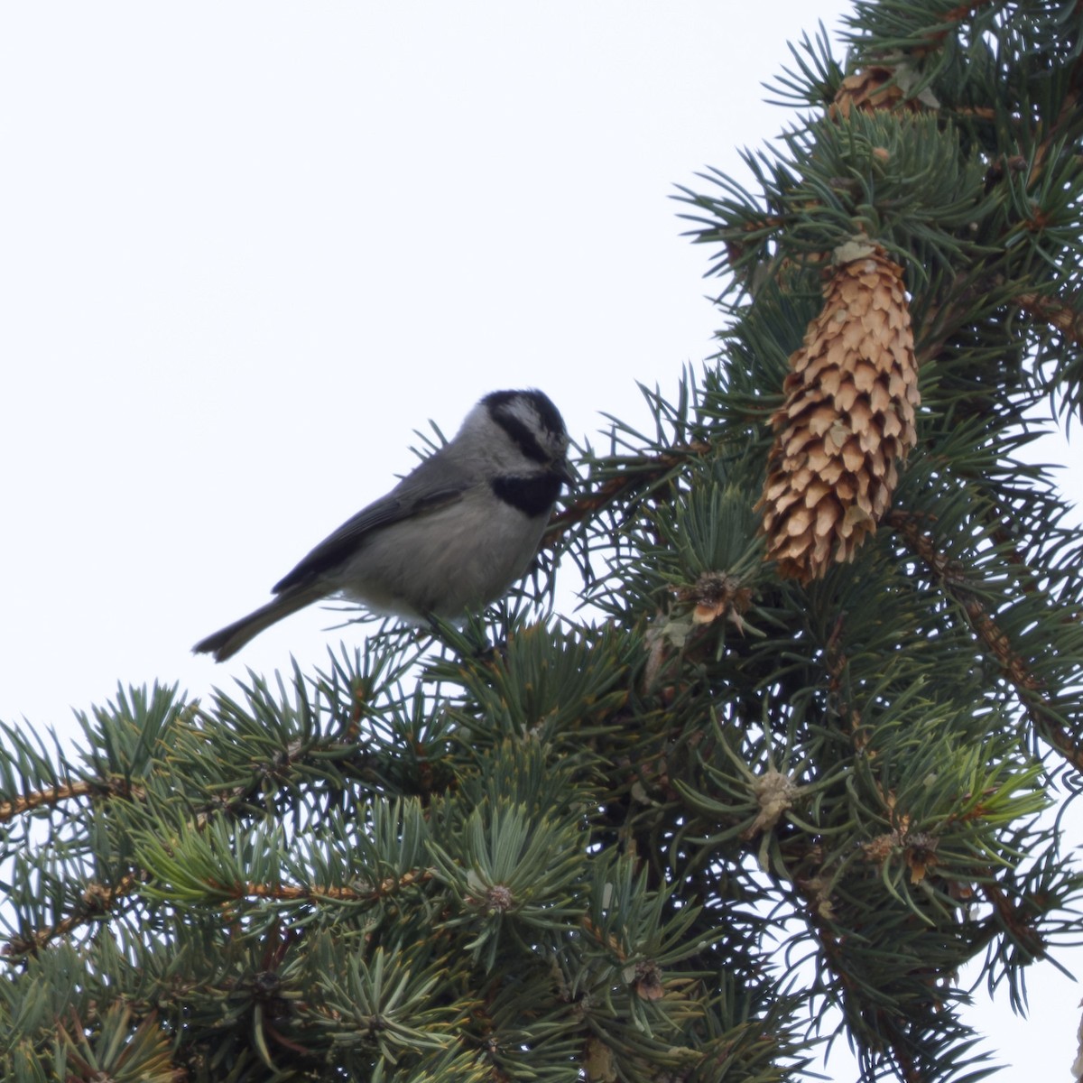 Mountain Chickadee - ML616598171