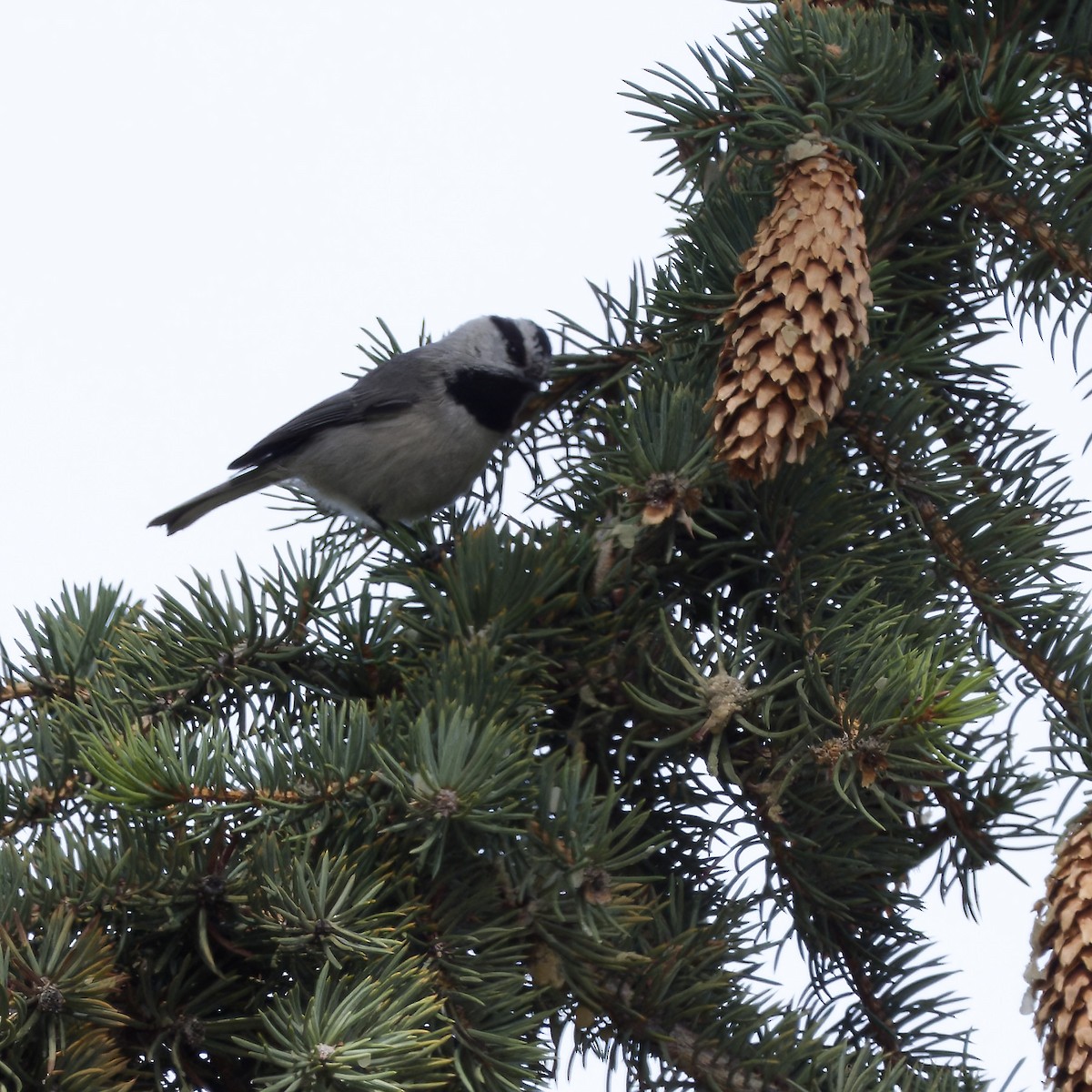 Mountain Chickadee - ML616598172