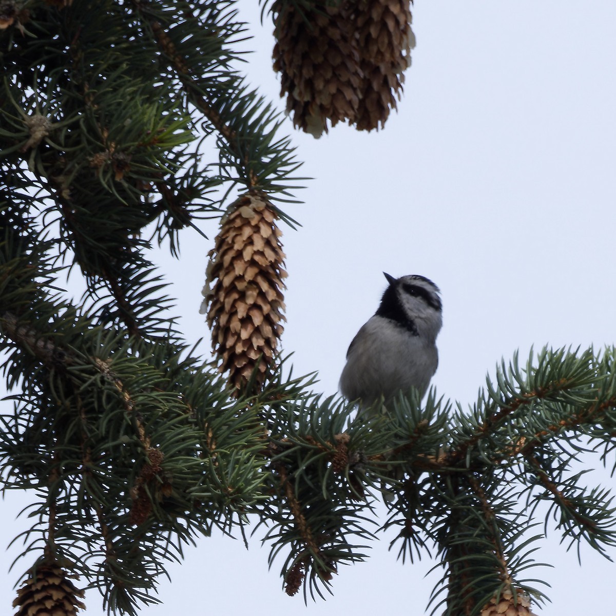 Mountain Chickadee - ML616598173