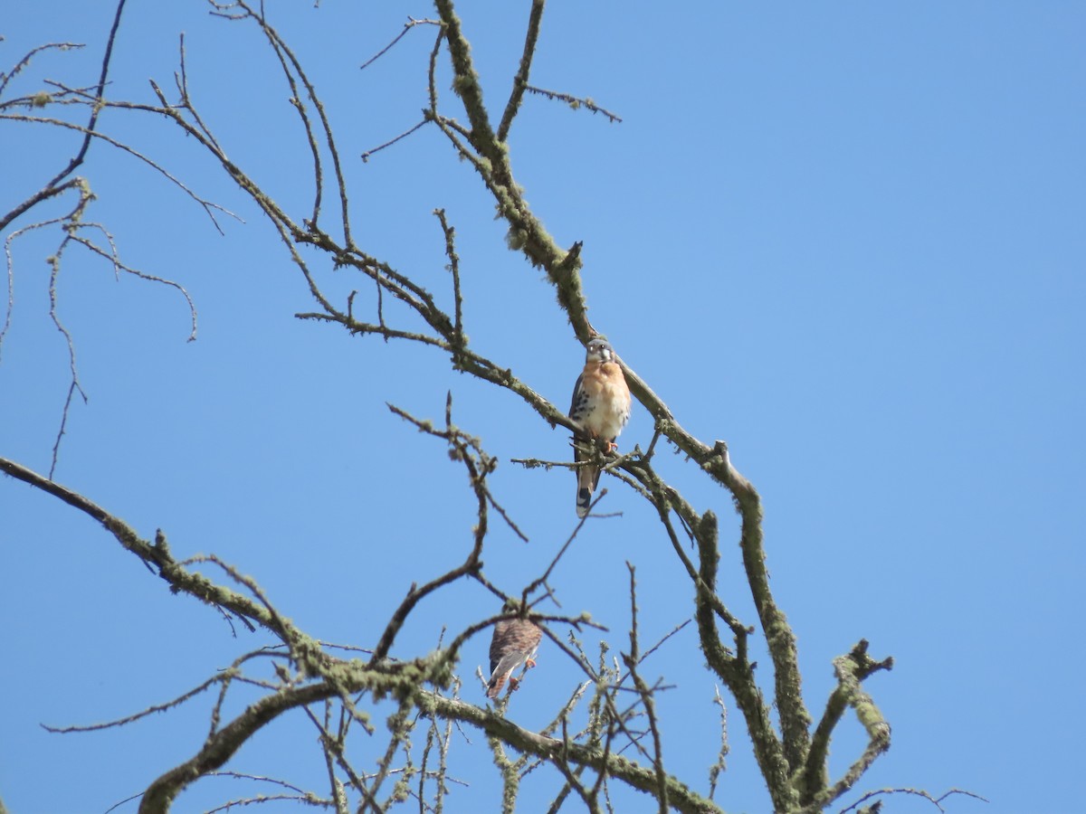 American Kestrel - ML616598196