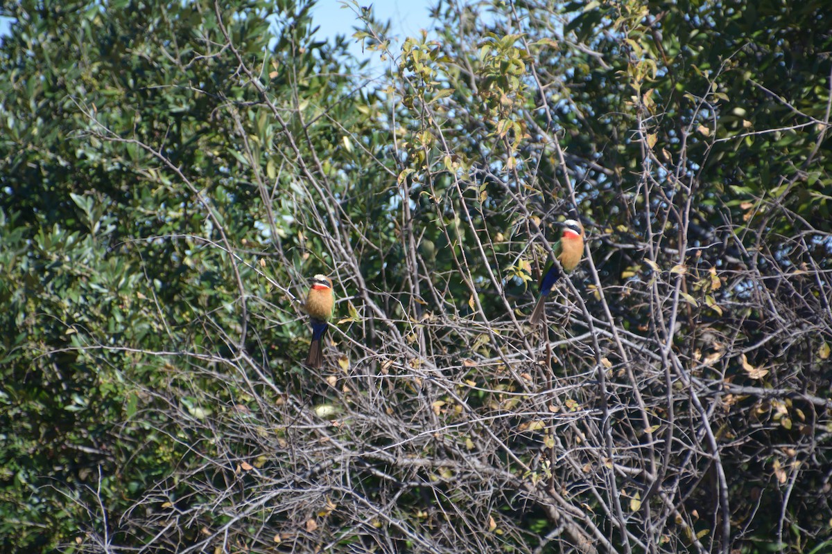 White-fronted Bee-eater - ML616598255