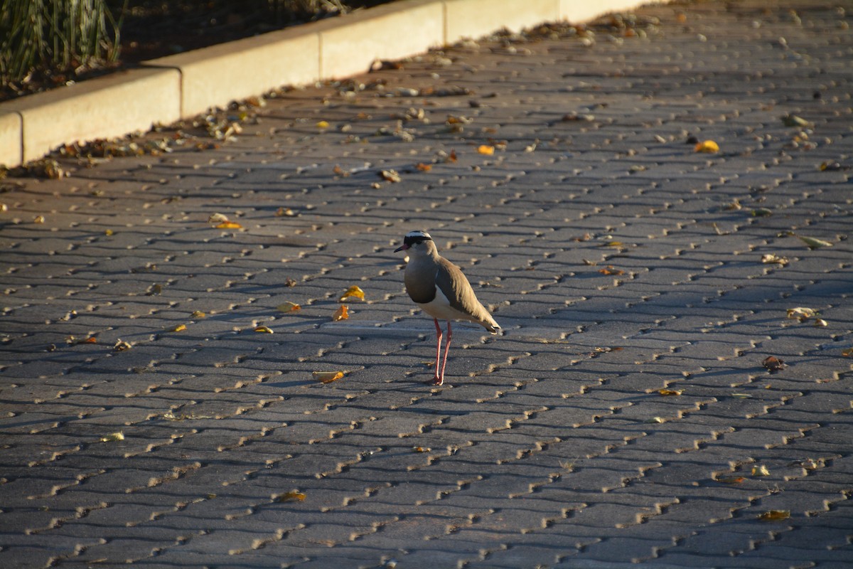 Crowned Lapwing - ML616598263