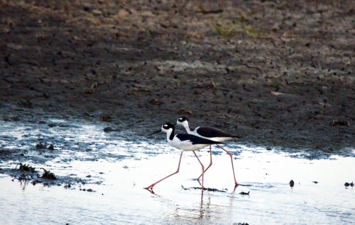 Black-necked Stilt - ML616598324