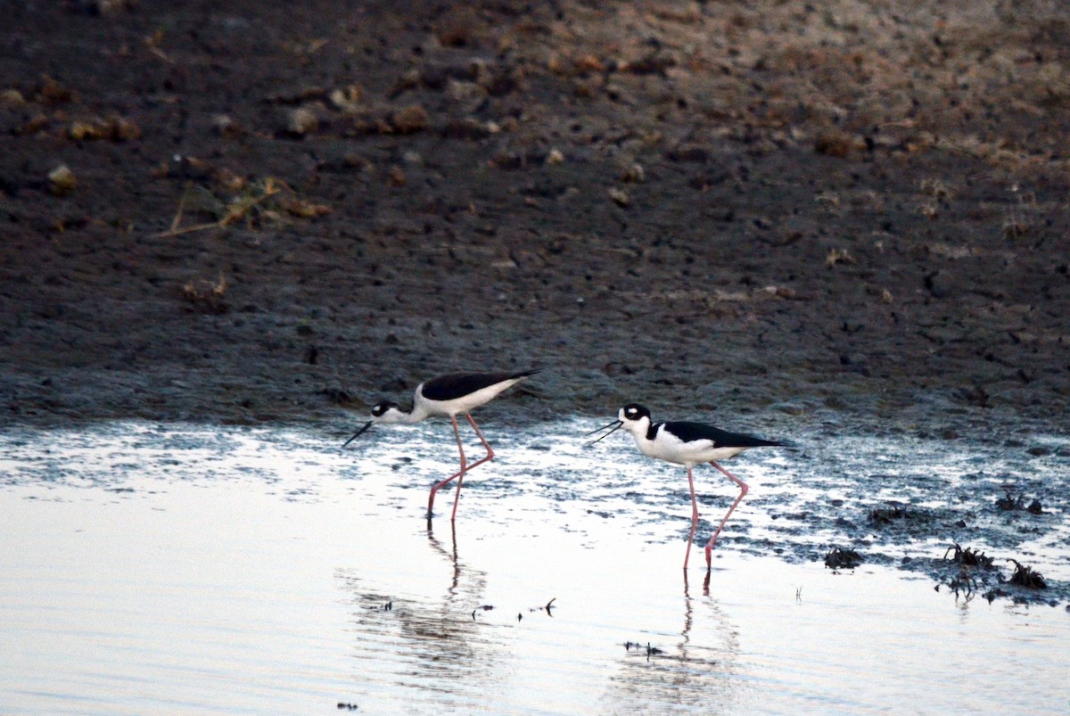 Black-necked Stilt - ML616598329