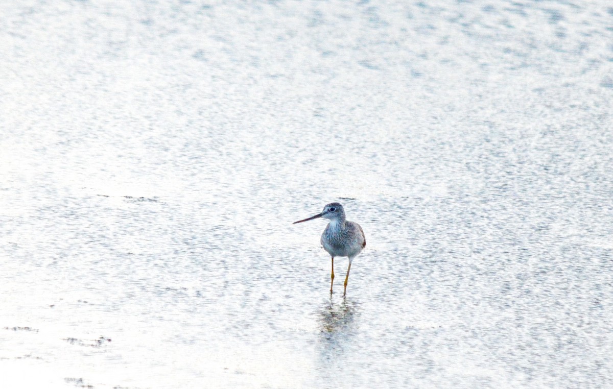 Greater Yellowlegs - ML616598349