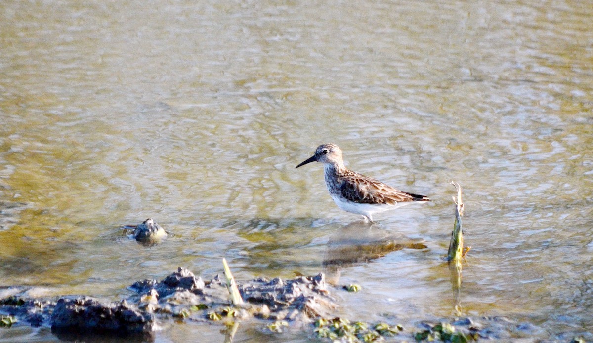 Least Sandpiper - ML616598356