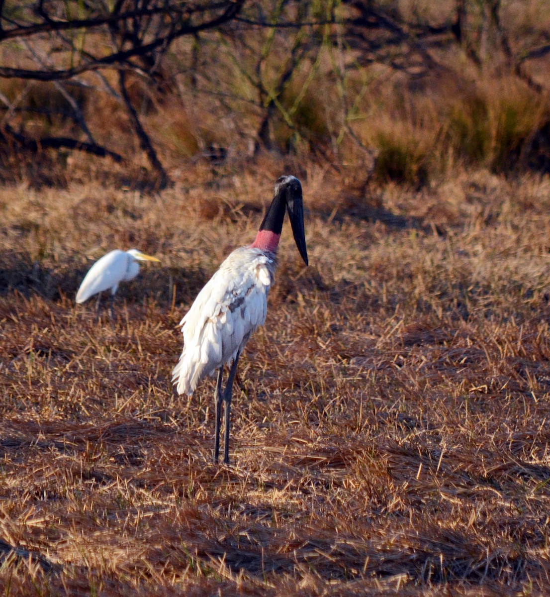 Jabiru - ML616598380