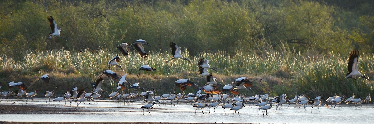 Wood Stork - ML616598386