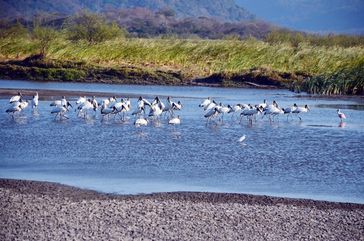 Wood Stork - ML616598393