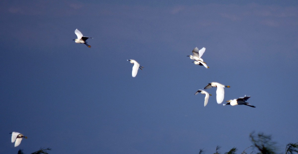 Snowy Egret - ML616598413