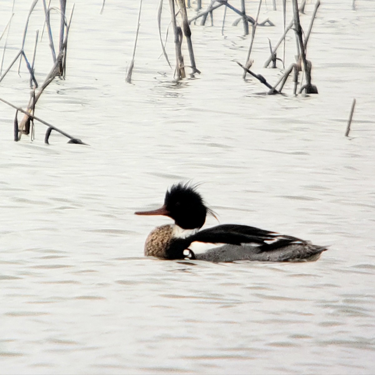 Red-breasted Merganser - G. Dwight Mueller