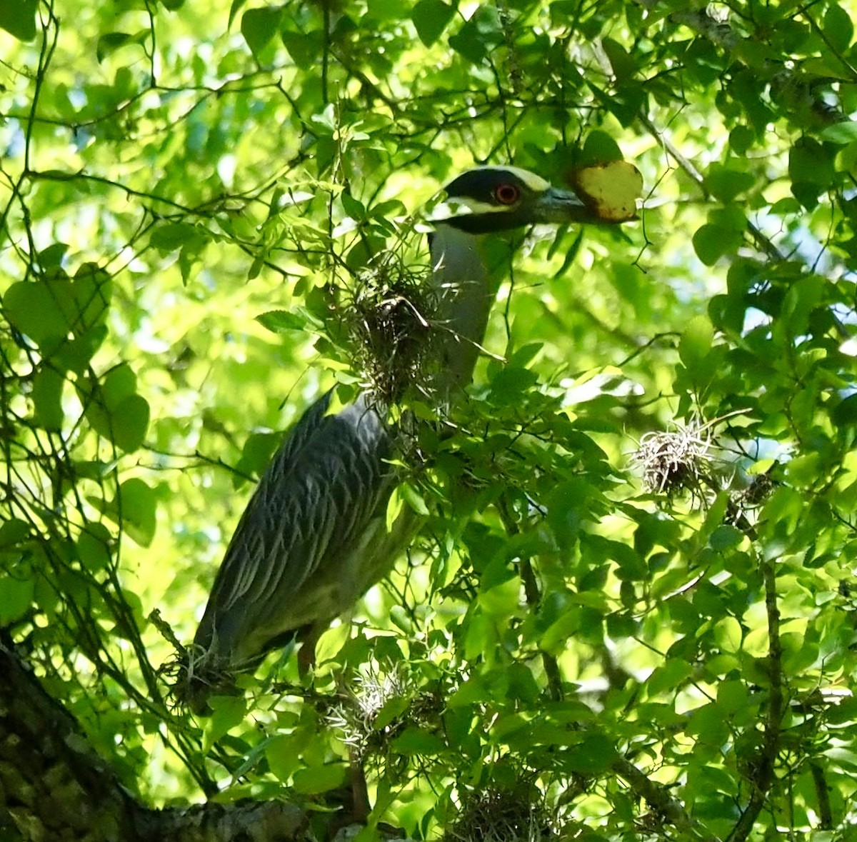 Yellow-crowned Night Heron - ML616598427