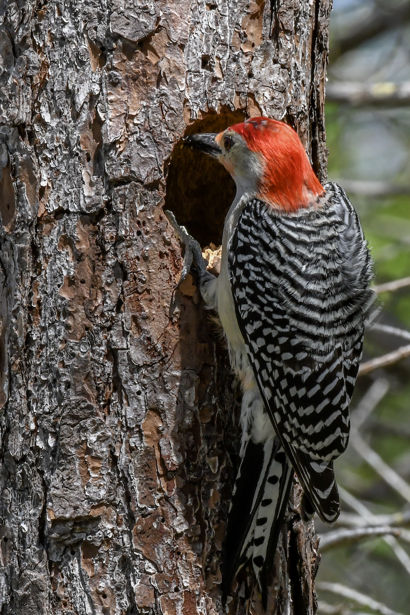 Red-bellied Woodpecker - ML616598432