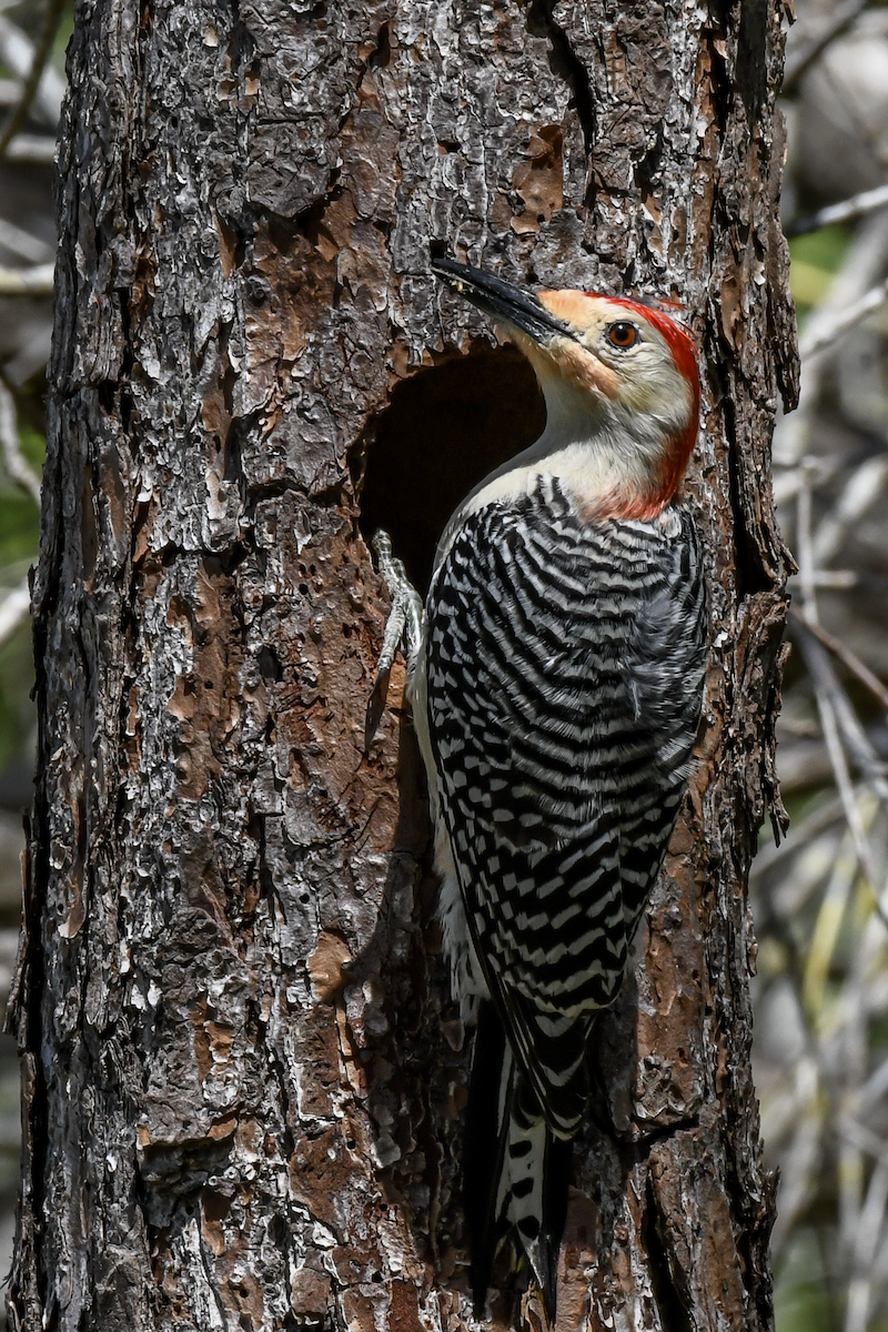 Red-bellied Woodpecker - ML616598433