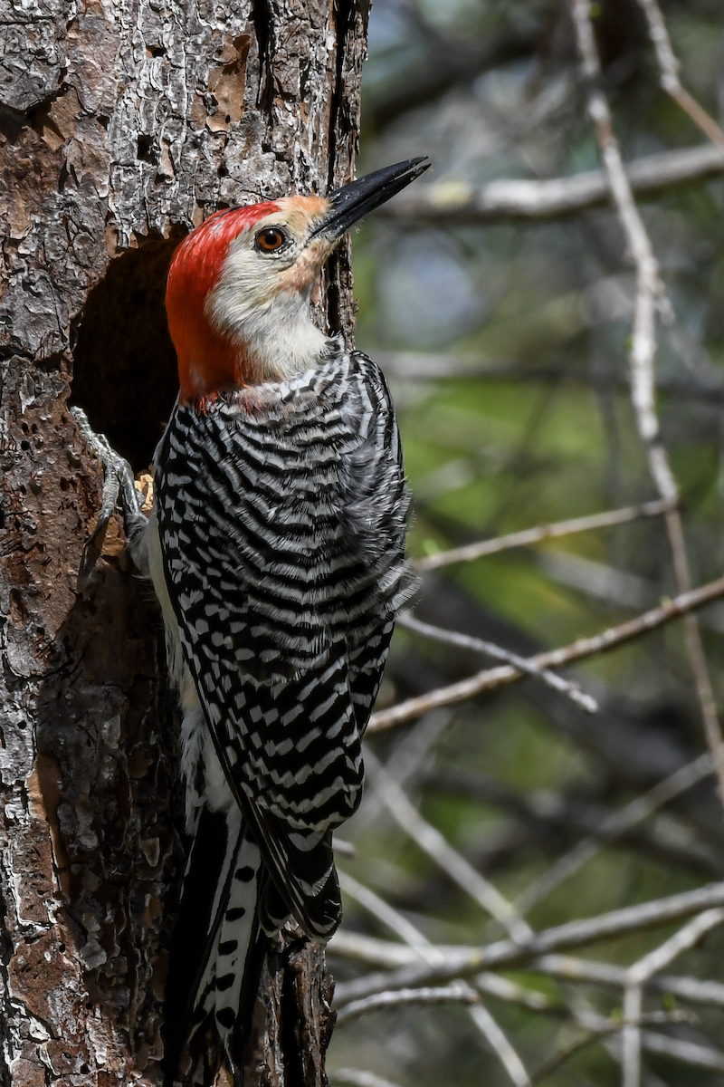 Red-bellied Woodpecker - ML616598434