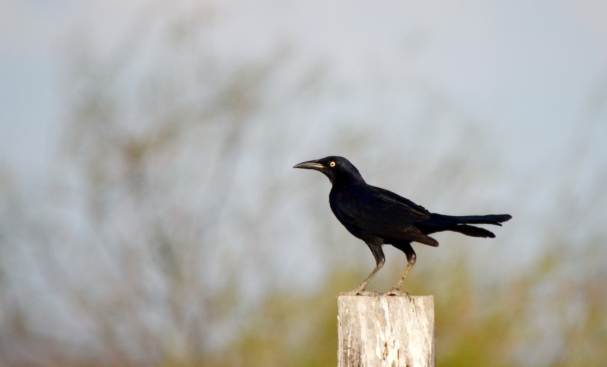 Great-tailed Grackle - ML616598442