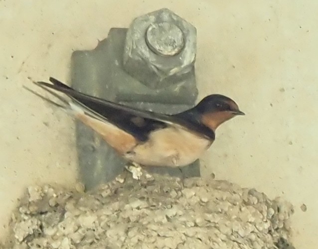 Barn Swallow - ML616598443