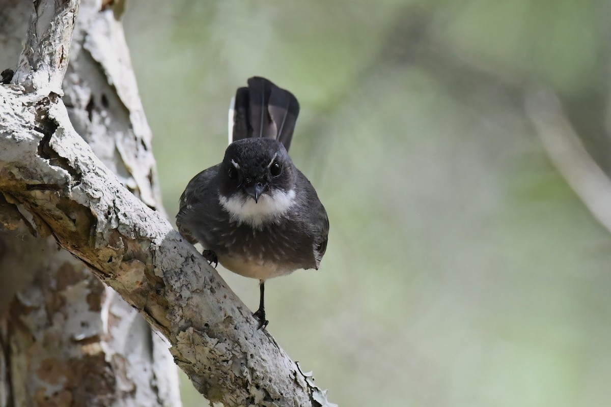 Gray Fantail - ML616598452