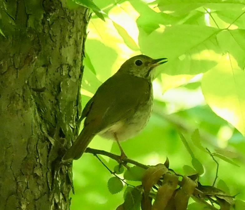 Hermit Thrush - ML616598460