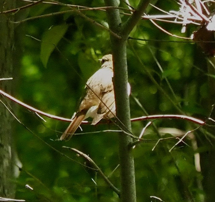 Hermit Thrush - ML616598461