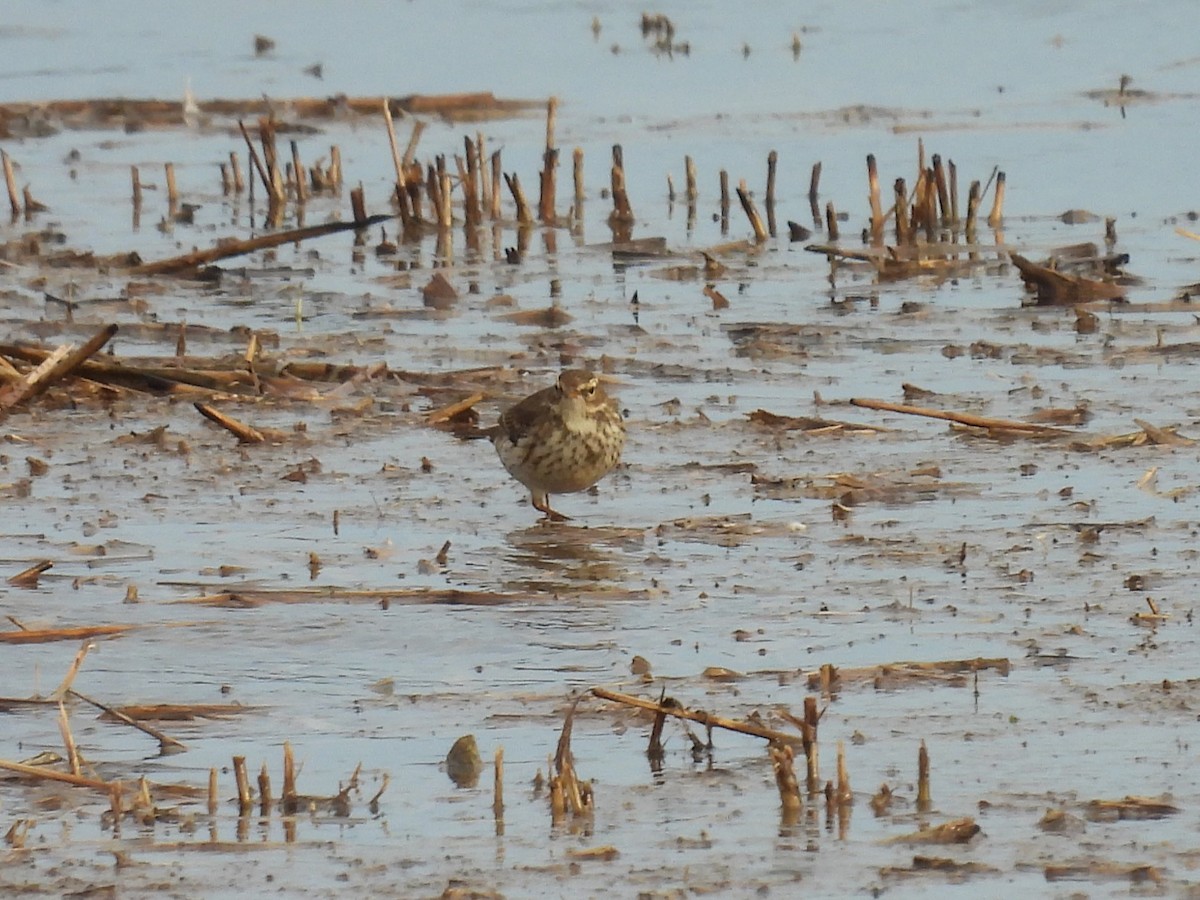 Water Pipit - Simon Bradfield