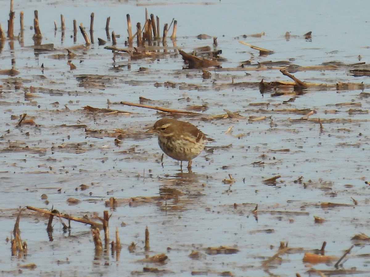 Water Pipit - Simon Bradfield