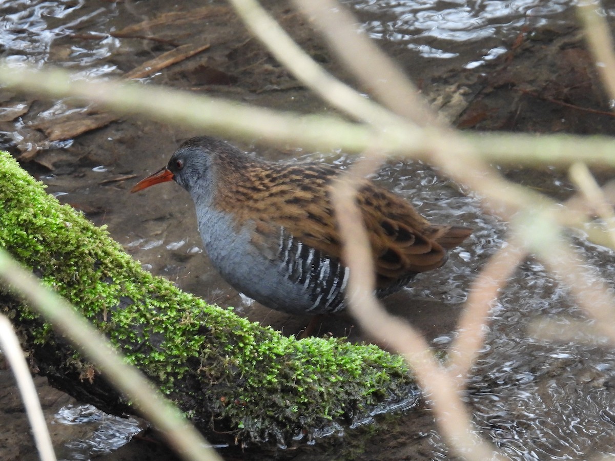 Water Rail - Simon Bradfield