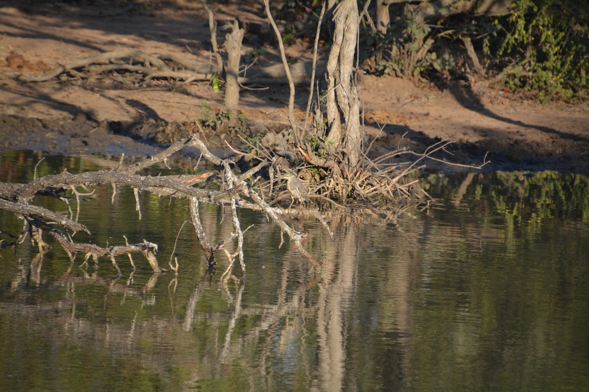 Striated Heron (Old World) - ML616598549