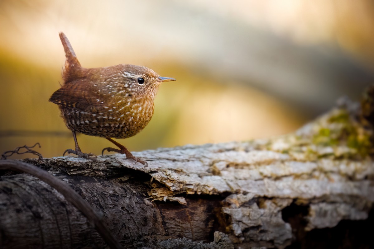 Winter Wren - ML616598570