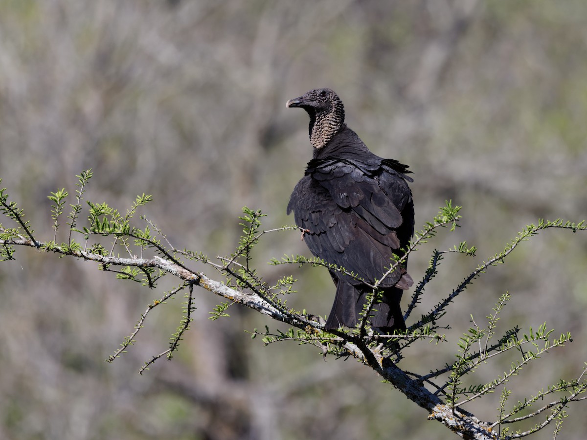 Black Vulture - ML616598600