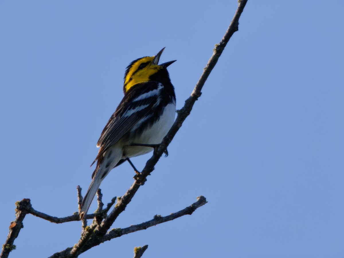 Golden-cheeked Warbler - ML616598608