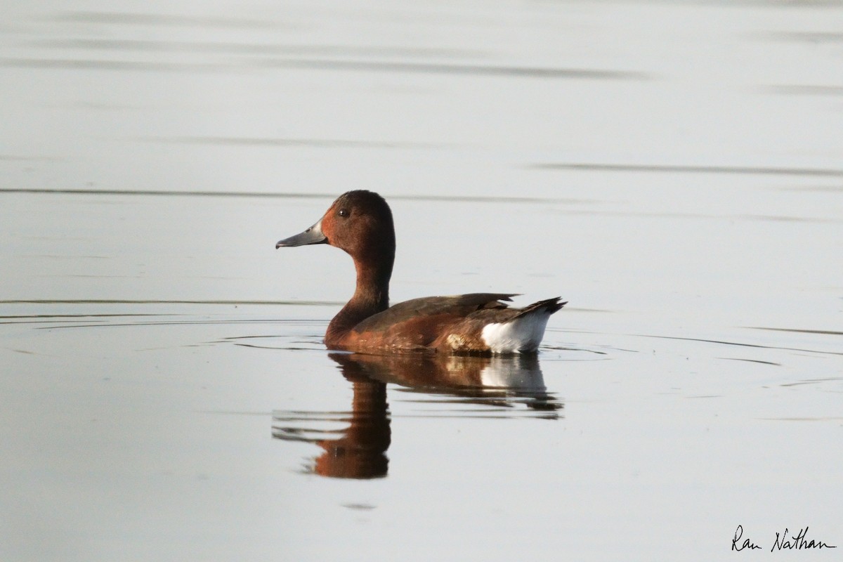 Ferruginous Duck - ML616598653