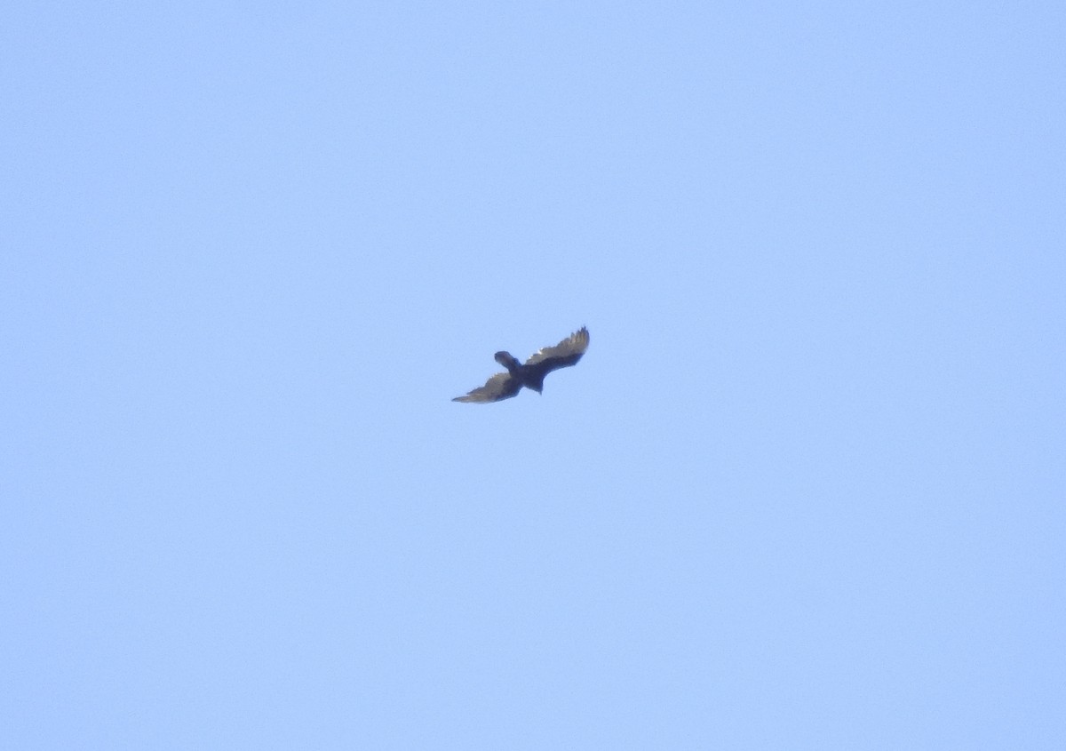 Turkey Vulture - ML616598660