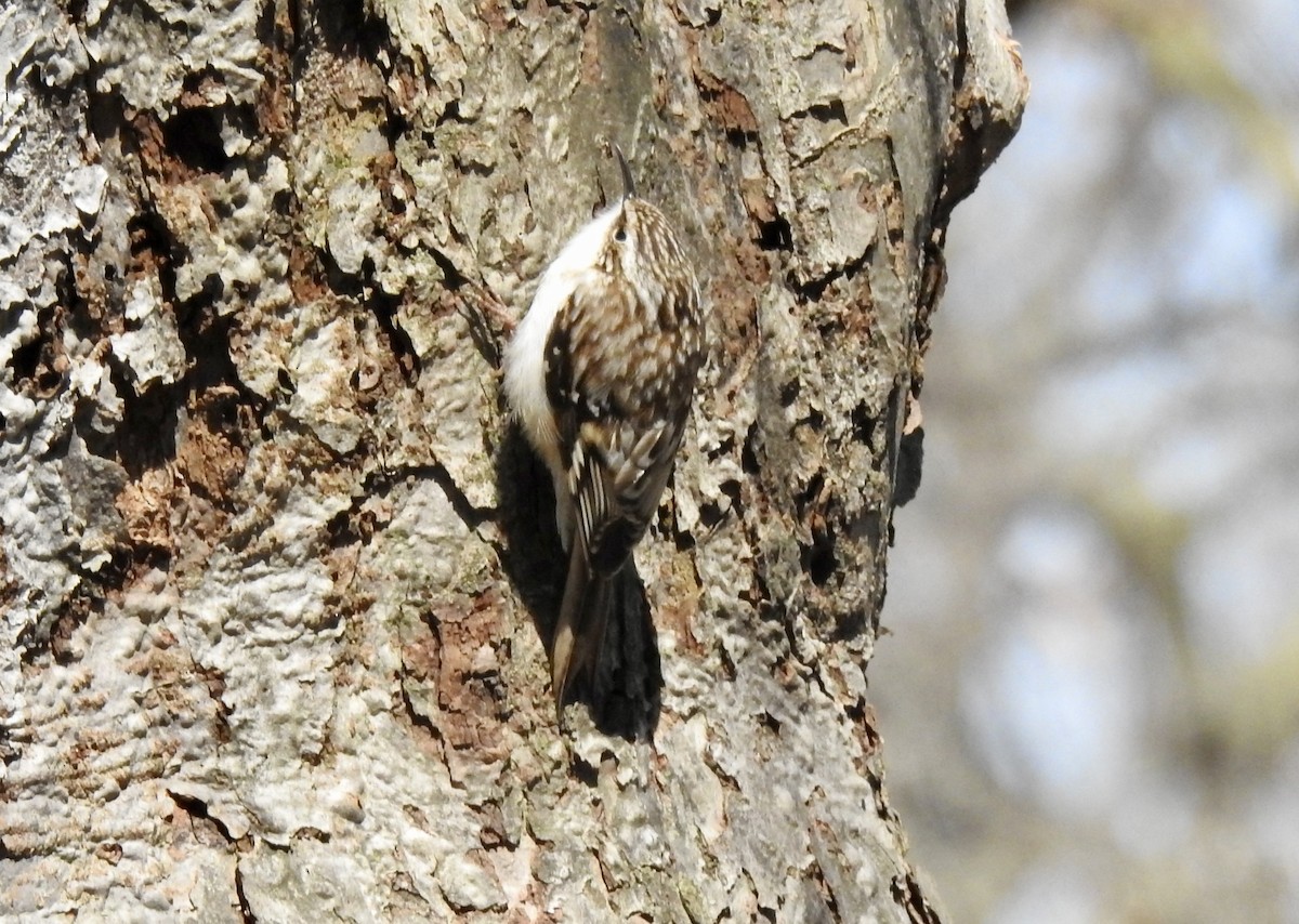 Brown Creeper - ML616598667