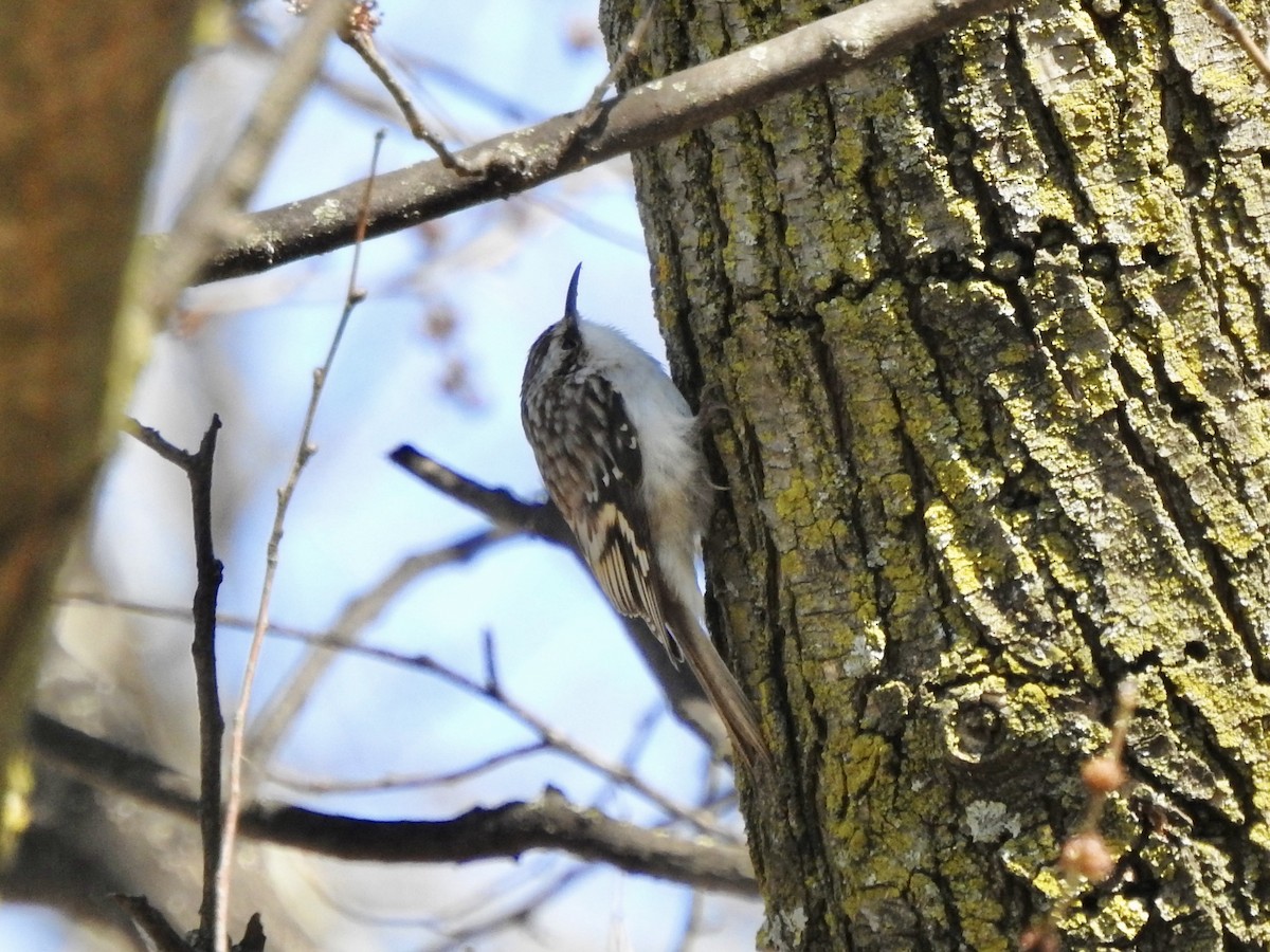 Brown Creeper - ML616598668