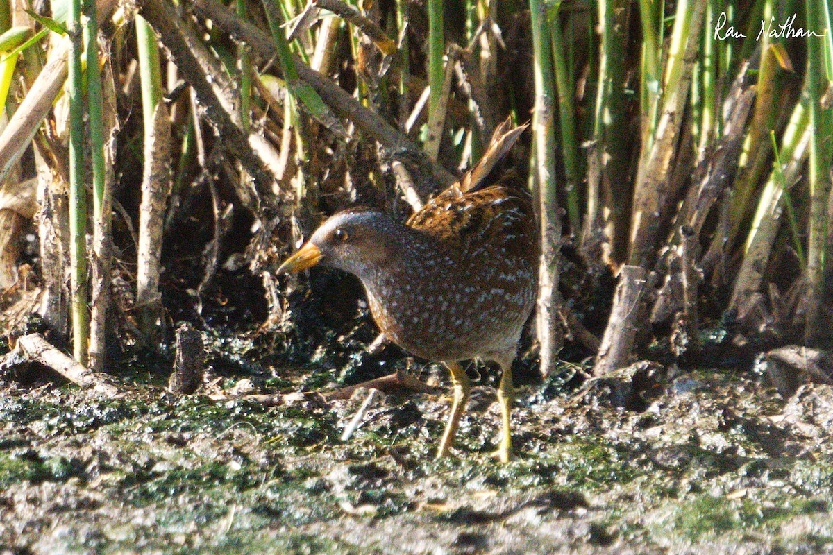 Spotted Crake - ML616598677