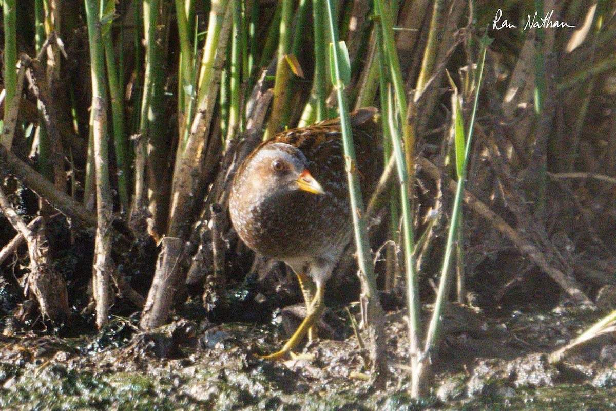 Spotted Crake - ML616598678