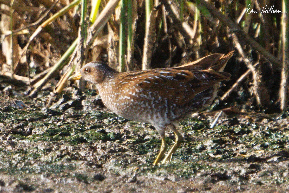 Spotted Crake - ML616598684