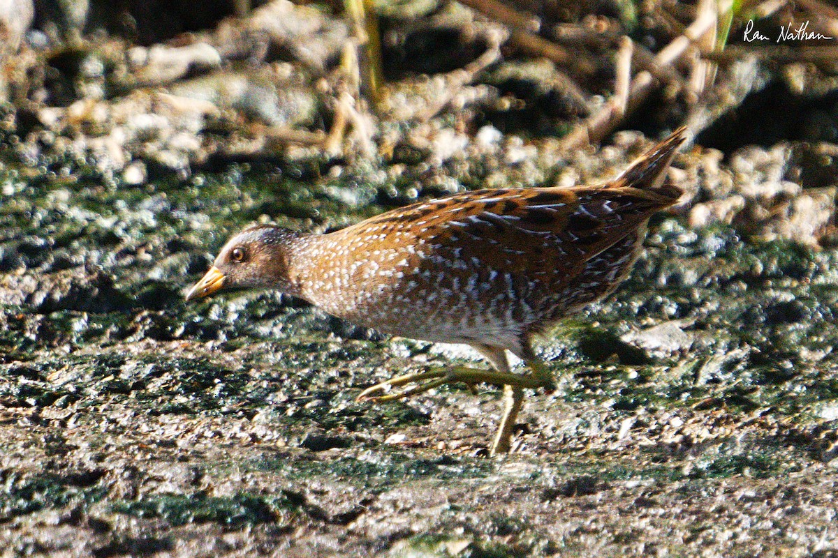 Spotted Crake - ML616598687