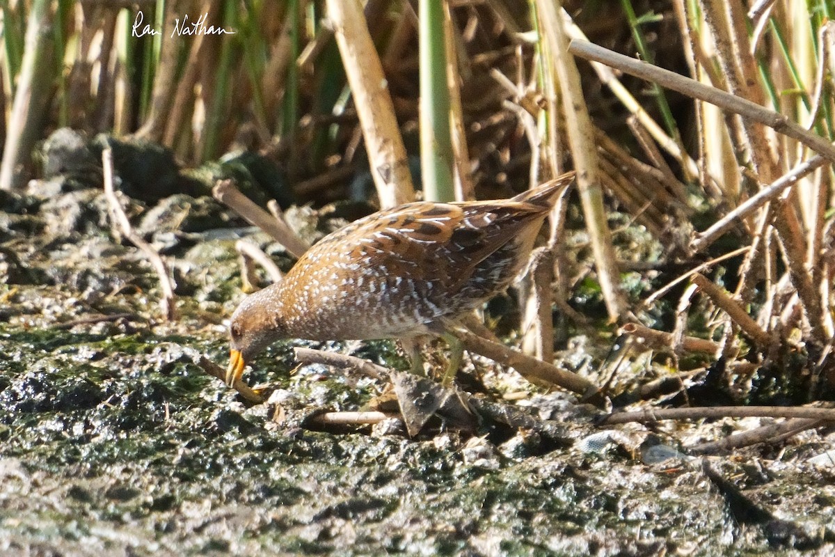 Spotted Crake - ML616598689