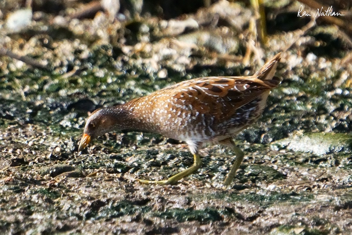 Spotted Crake - ML616598696