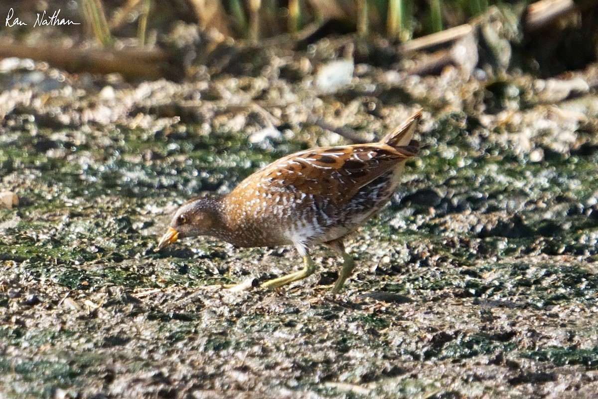Spotted Crake - ML616598697