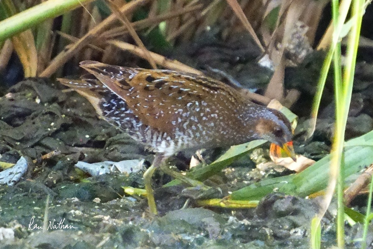 Spotted Crake - ML616598701