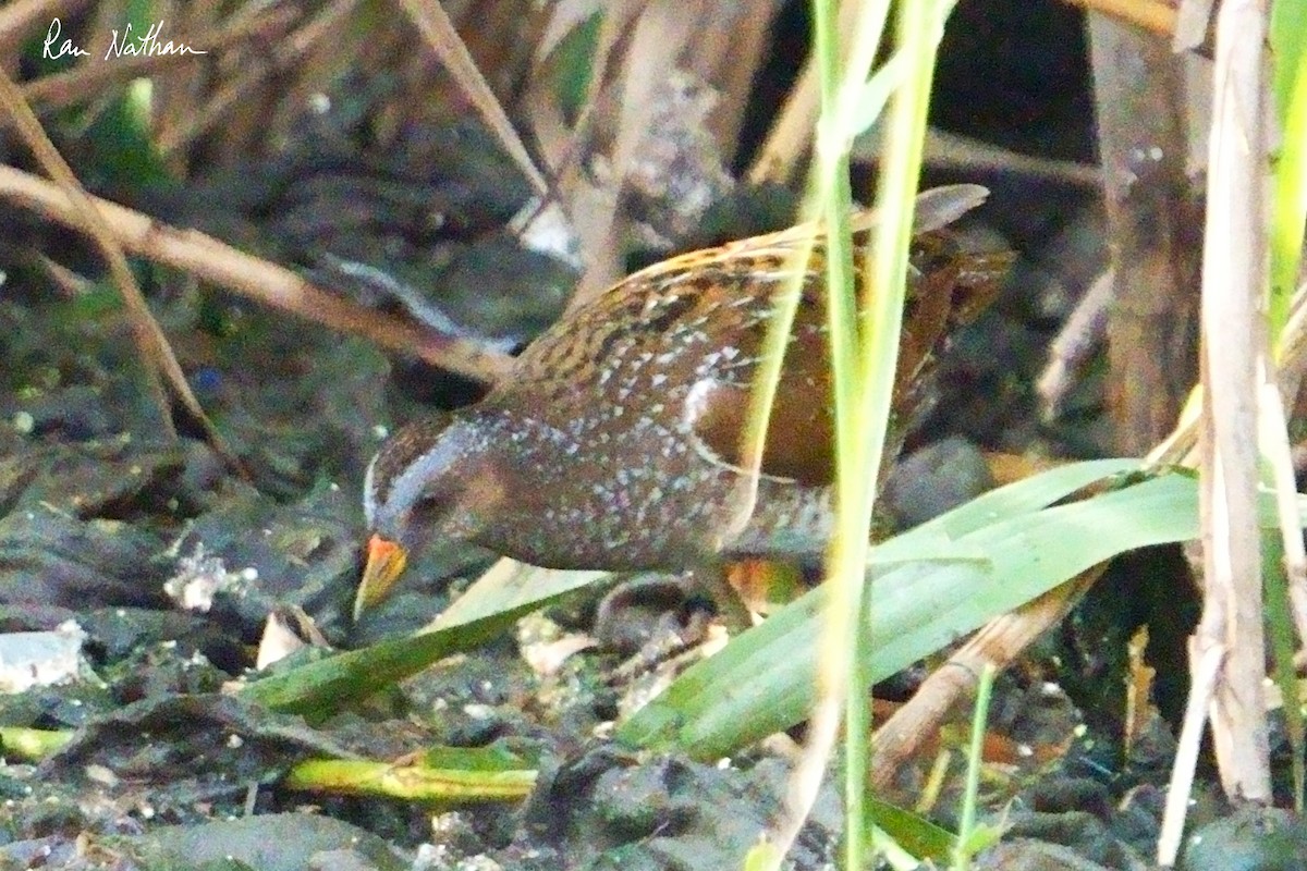 Spotted Crake - ML616598707