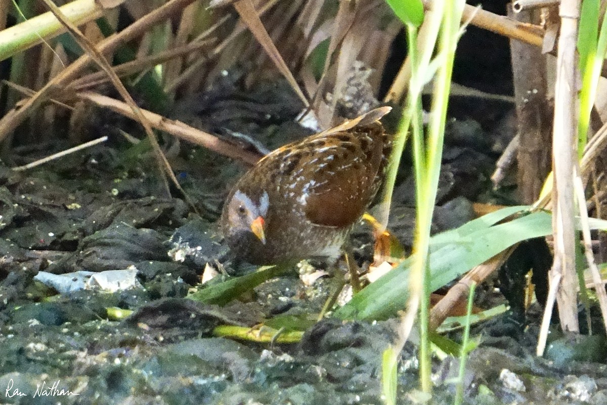Spotted Crake - ML616598712
