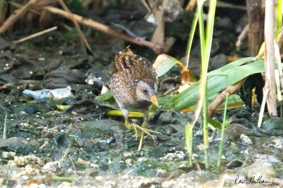 Spotted Crake - ML616598713